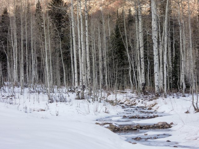 Aspens and a partially frozen stream