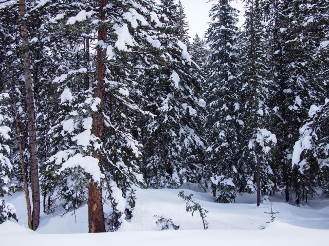 Surrounded by forest.