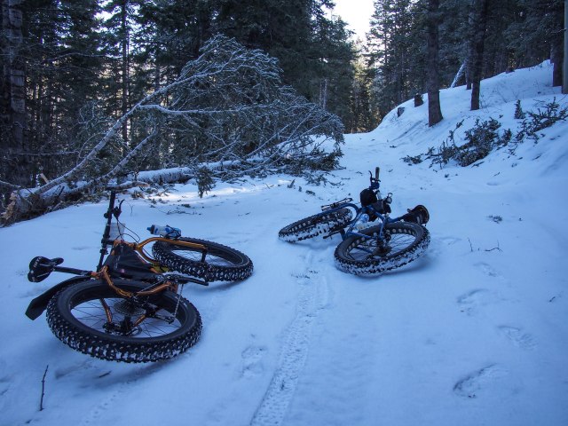 Downed tree; looked like it was hit by lightning.