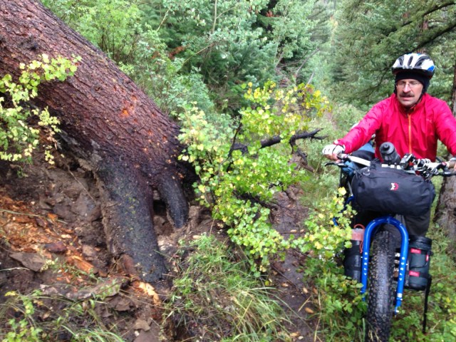 Large dead tree that slid down the slope onto the trail.
