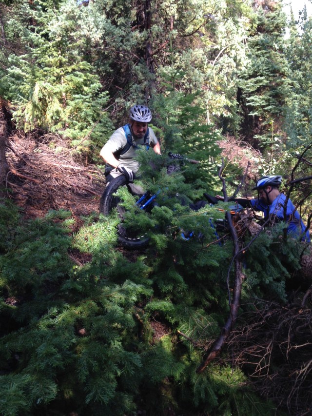 Dragging the bikes up and around another downed pine tree.