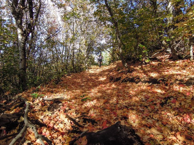 Bullet entering an Autumn forest on the backside.