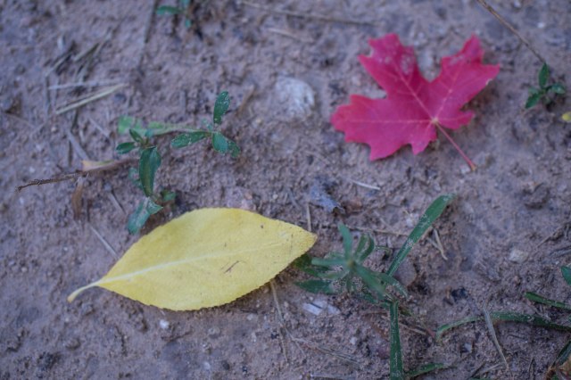 Fall leaves.