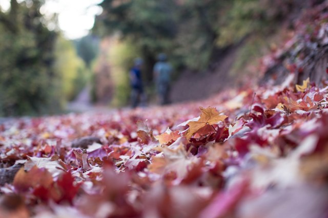 Fall color at Chicken Creek